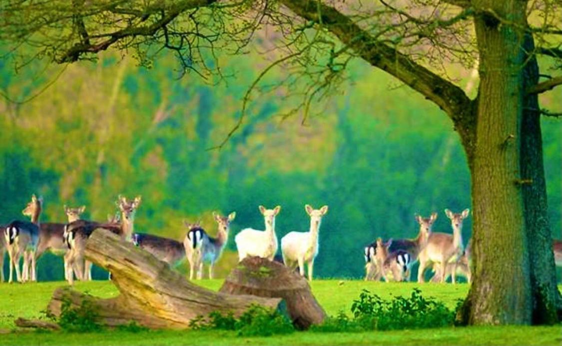 Forest Lodge Sway Bagian luar foto