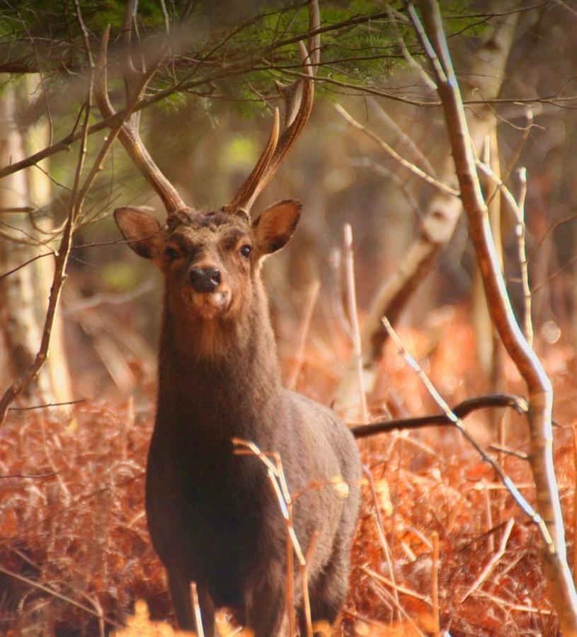 Forest Lodge Sway Bagian luar foto