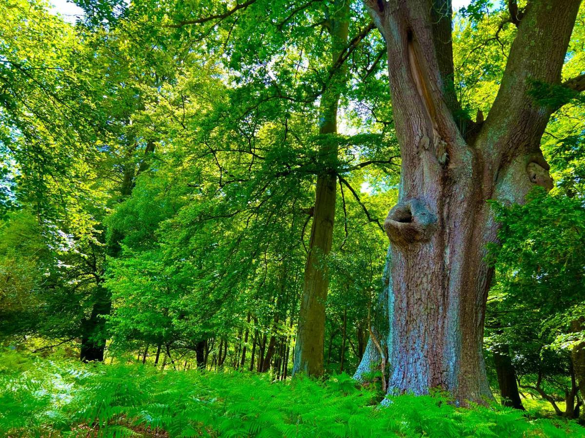 Forest Lodge Sway Bagian luar foto